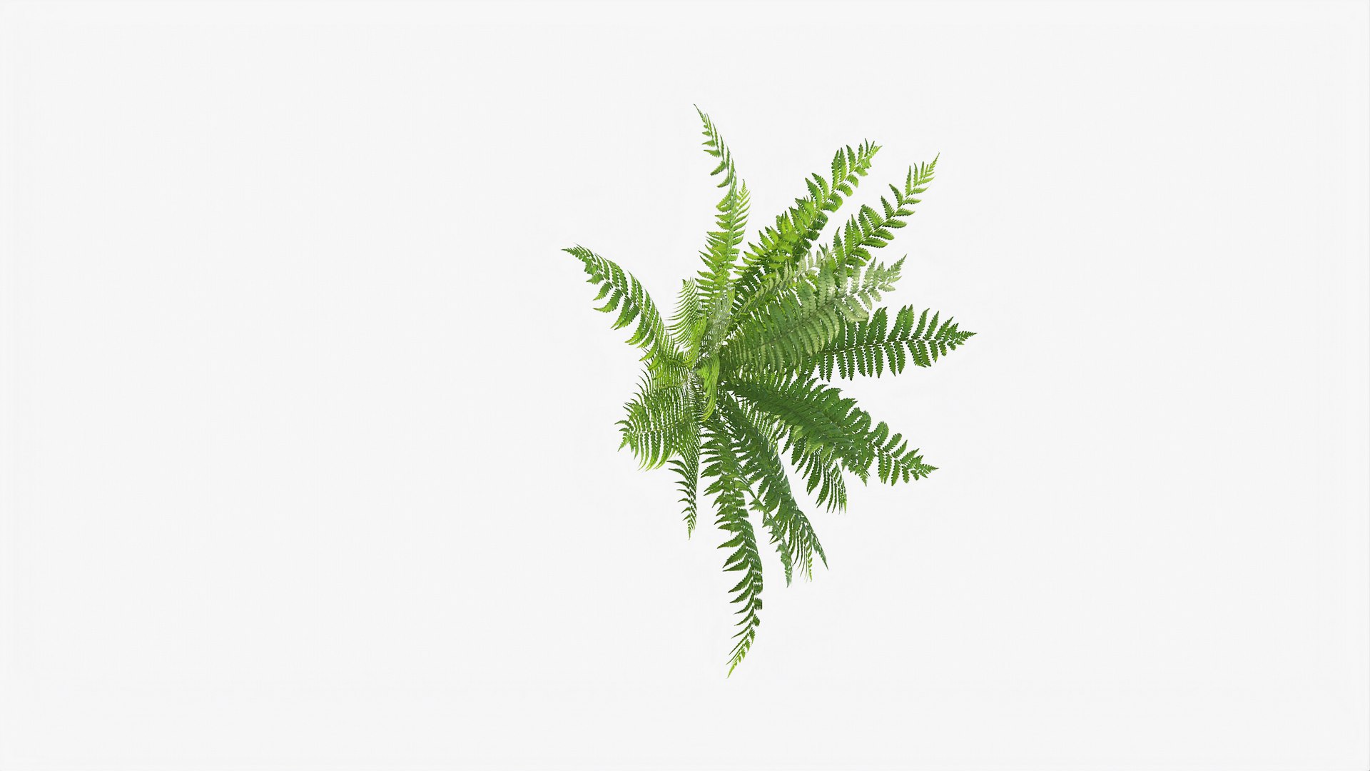 3D 01-07 fern model https://p.turbosquid.com/ts-thumb/ib/ibR5pX/y8aNoL8A/b_0003/jpg/1598602979/1920x1080/fit_q87/c03cffa5d8f7a00dfded8e5d3b832bf2593e6e19/b_0003.jpg