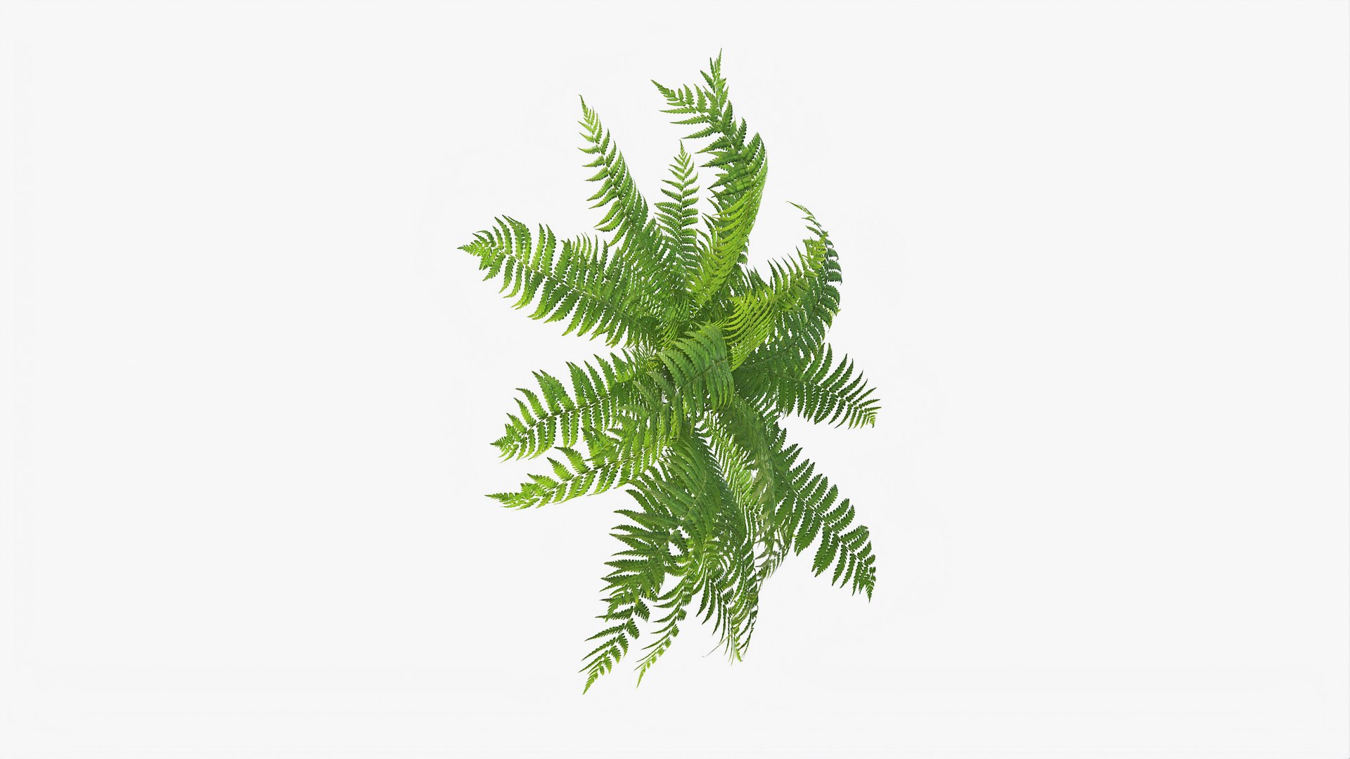 3D 01-07 fern model https://p.turbosquid.com/ts-thumb/ib/ibR5pX/yO7Iqh8k/b_0003/jpg/1598603462/1920x1080/fit_q87/533351032f888f6f046b6e79a477a45dfabdc934/b_0003.jpg
