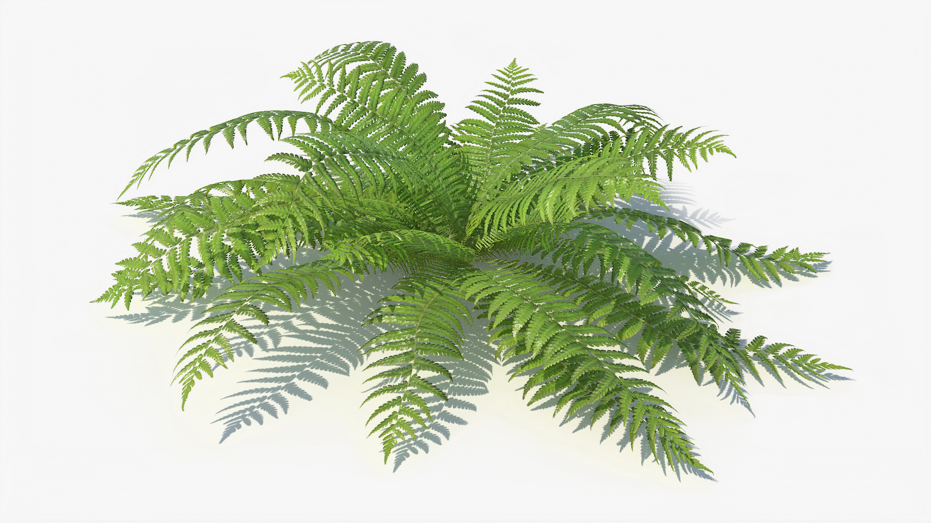 3D 01-07 fern model https://p.turbosquid.com/ts-thumb/ib/ibR5pX/yVbnqX4B/t/jpg/1598602488/1920x1080/turn_fit_q99/e4efac1e7b392eb7482aefaec74422ad531280ee/t-1.jpg