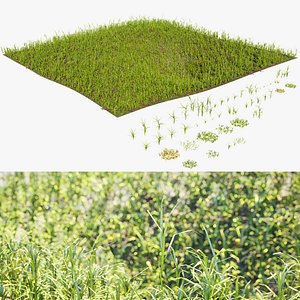 Lush Grass 3D Collection Individual  Pre Built Meadow