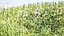 Colección 3D de Lush Grass: Pradera individual preconstruida