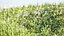 Colección 3D de Lush Grass: Pradera individual preconstruida