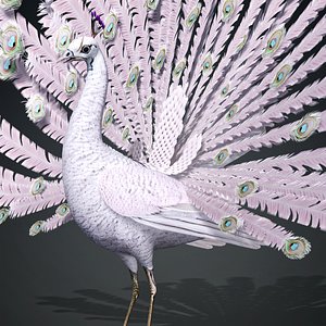 Peacock-V3E 3D