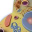 Cell