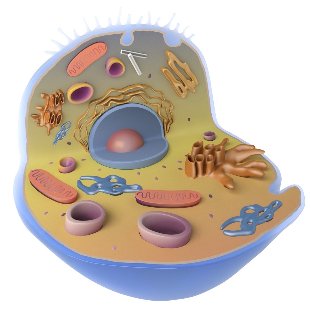 3D Biological Cell Model - TurboSquid 1225448