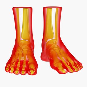 Foot Anatomy Red