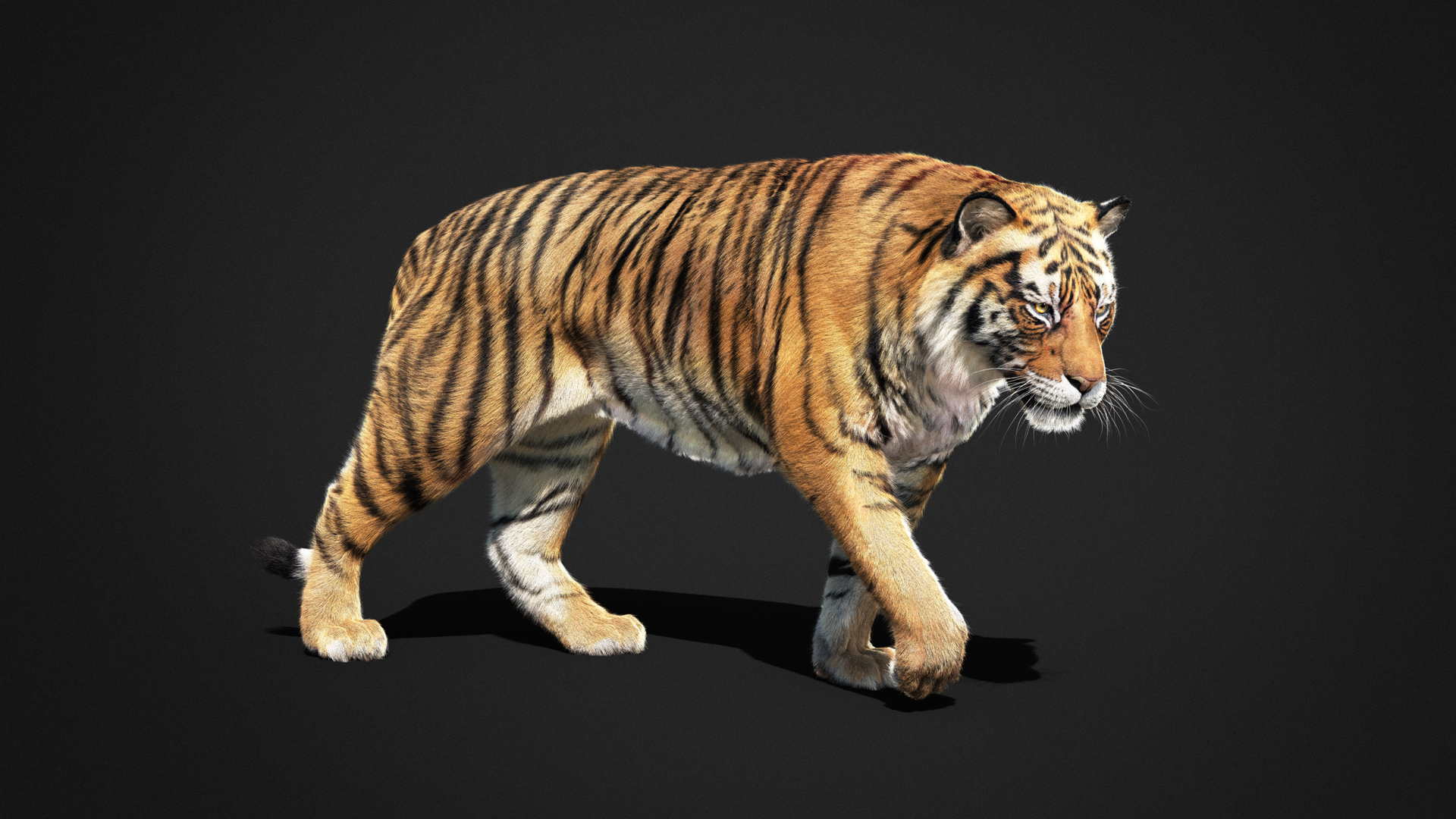 3D Tiger 2025 Static Xgen-Core Model - TurboSquid 2370914