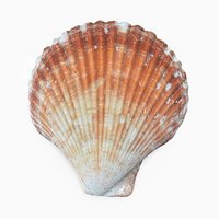 Scallop Shell