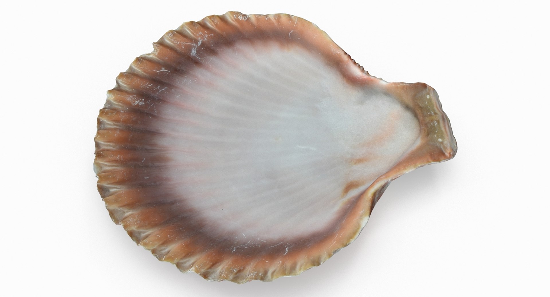 Scallop Shell 3D Model TurboSquid 1170979 Scallop R6