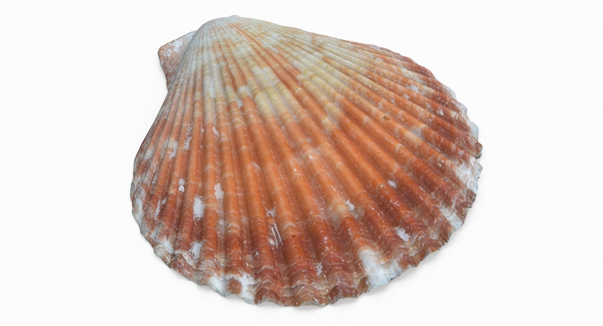 Scallop Shell 3D Model TurboSquid 1170979 Scallop R2