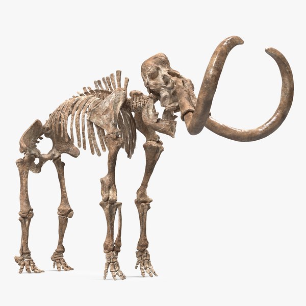 Dinosaur Skeleton 3D Models for Download | TurboSquid