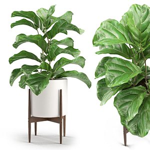 3D plant 012 - ficus