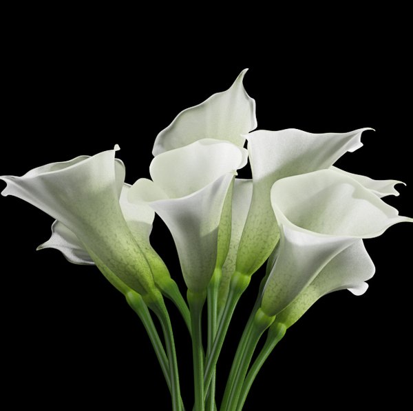 Modello 3D Calla Lily - TurboSquid 1032149