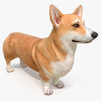 Dog Welsh Corgi Pembroke