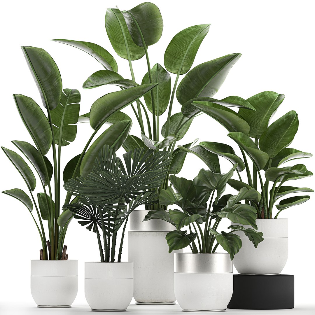 Interior White Houseplants 3D Model - TurboSquid 1629336