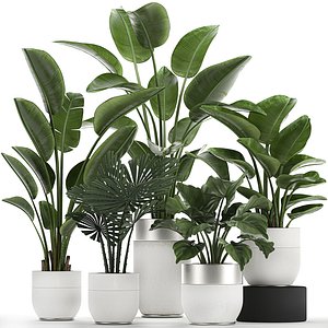 Houseplants in a white pot for the interior 721