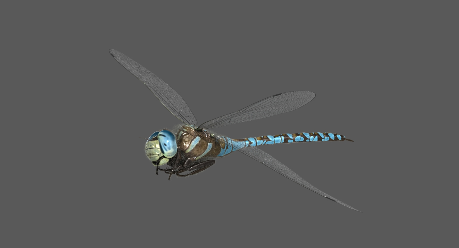 3D dragonfly paddle-tailed darner tail https://p.turbosquid.com/ts-thumb/ie/0y68RG/1ajwFEWc/dragonfly_paddletaileddarner_rot2/jpg/1537175306/1920x1080/turn_fit_q99/70c23d0a478af69290ec04451c249989eb7865f8/dragonfly_paddletaileddarner_rot2-1.jpg