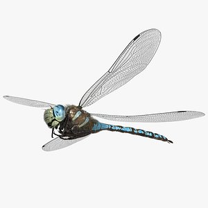 Dragonfly Paddle-tailed Darner