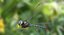 Darner libellule à queue de pagaie