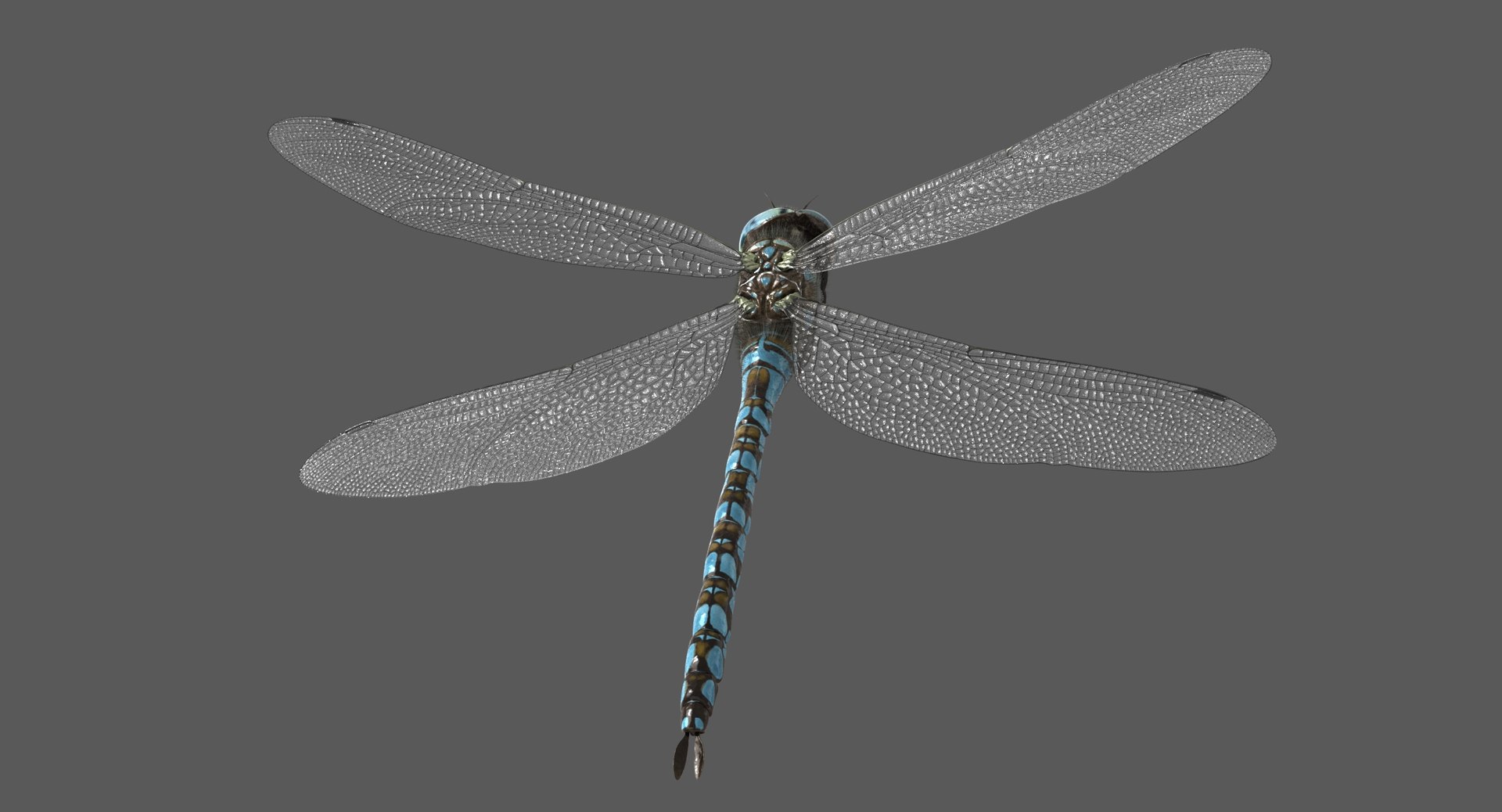 3D dragonfly paddle-tailed darner tail https://p.turbosquid.com/ts-thumb/ie/0y68RG/UqAPzcPv/dragonfly_paddletaileddarner_poses_004/jpg/1537160826/1920x1080/fit_q87/4f7111d261da7a8c629da12c677835eafc880396/dragonfly_paddletaileddarner_poses_004.jpg