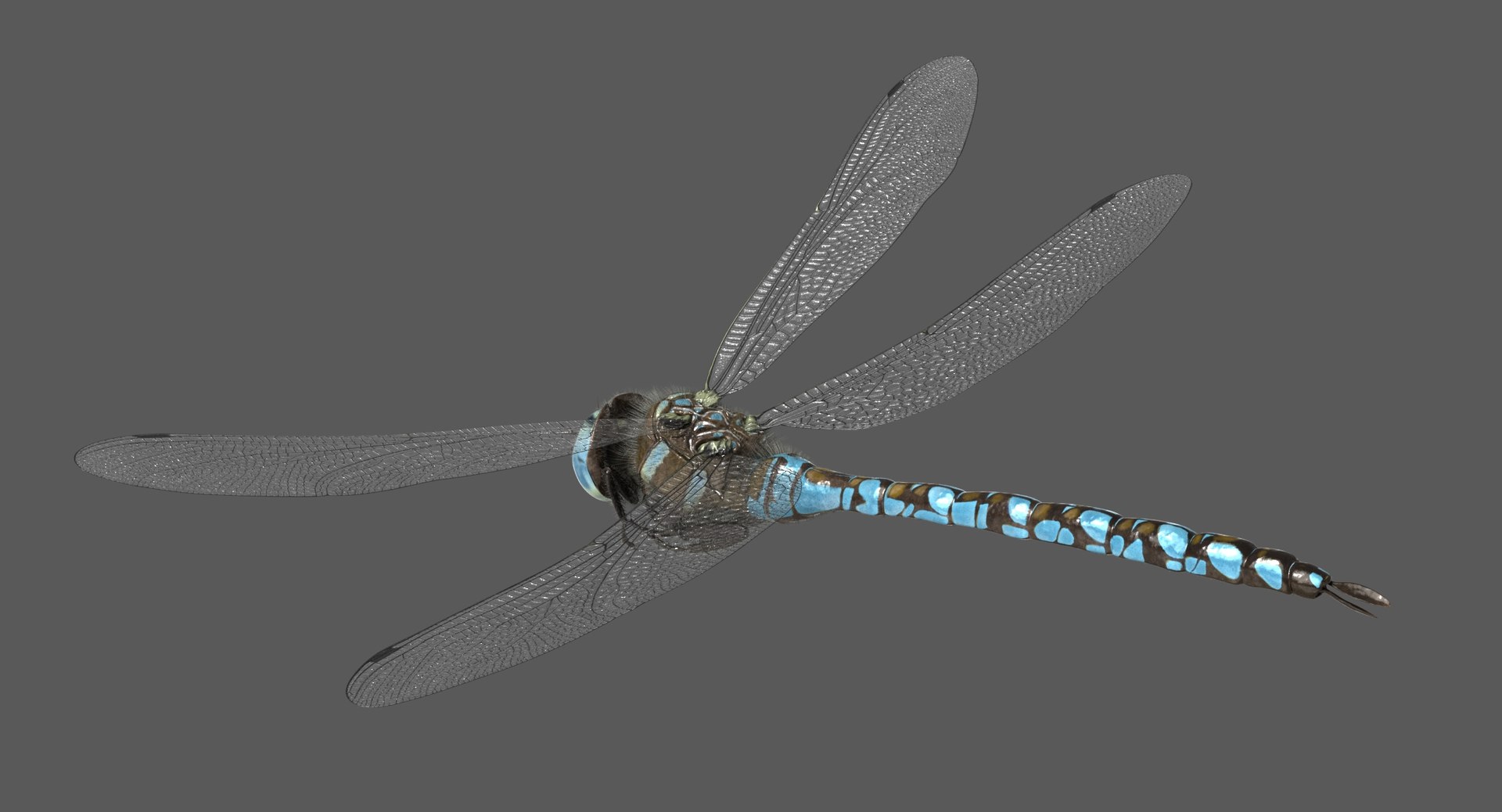 3D dragonfly paddle-tailed darner tail https://p.turbosquid.com/ts-thumb/ie/0y68RG/q7wVx7Ou/dragonfly_paddletaileddarner_poses_002/jpg/1537160826/1920x1080/fit_q87/bc01206e4914632be480f1cae8ce34272ded3c43/dragonfly_paddletaileddarner_poses_002.jpg