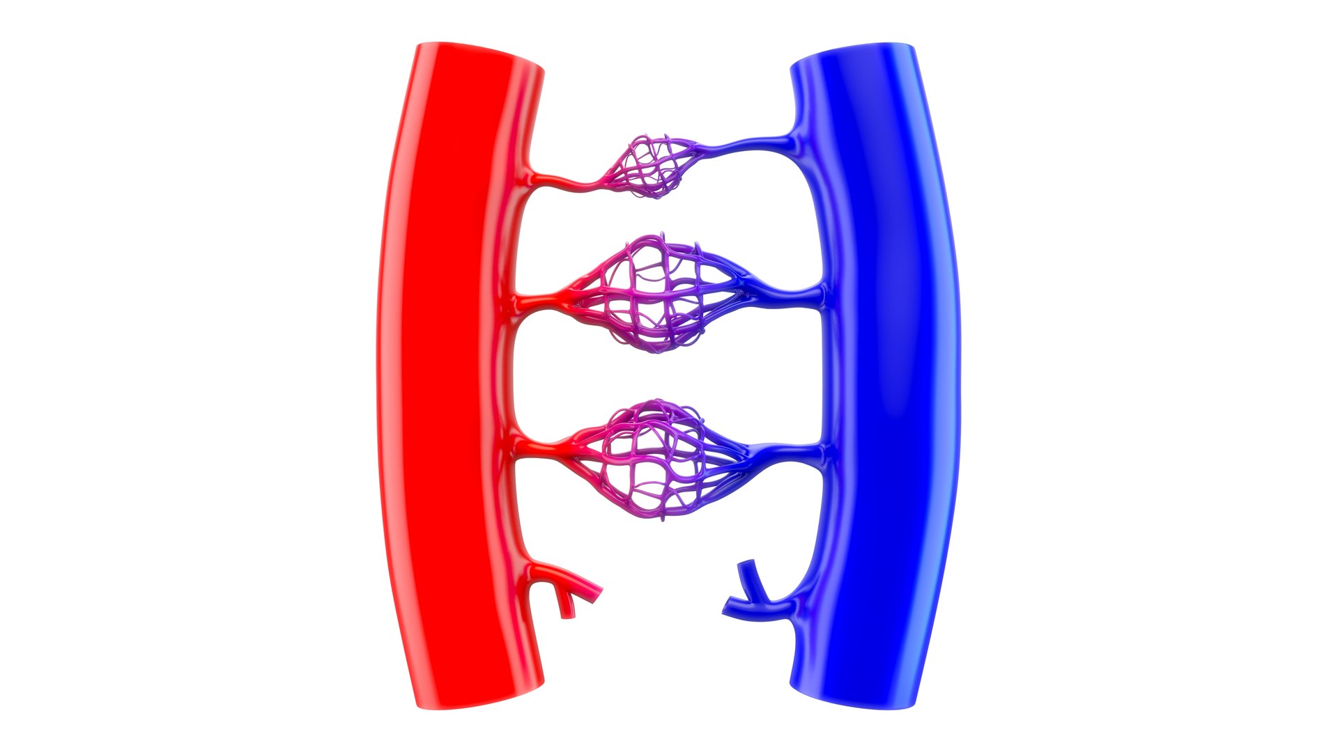 Capillary Blood Exchange Model TurboSquid 2188547