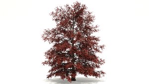 3D red maple tree model