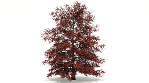 Red Maple Tree 3d Model
