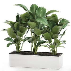 Ornamental plant Calathea lutea in white flowerpot 755