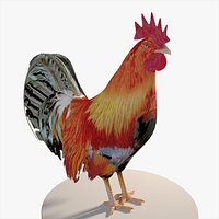 Fibo Rooster