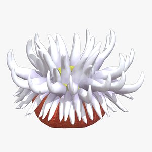 Sea Anemones And Corals  Anthozoa  Low Poly 3D model