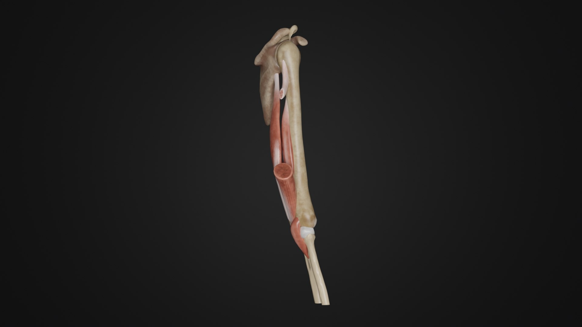 3D Human Anatomy-Back Muscles Of Arm Model - TurboSquid 2217205
