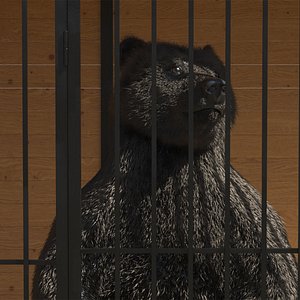 3D Zoo Cage Brown Bear Dark Brown Fur model