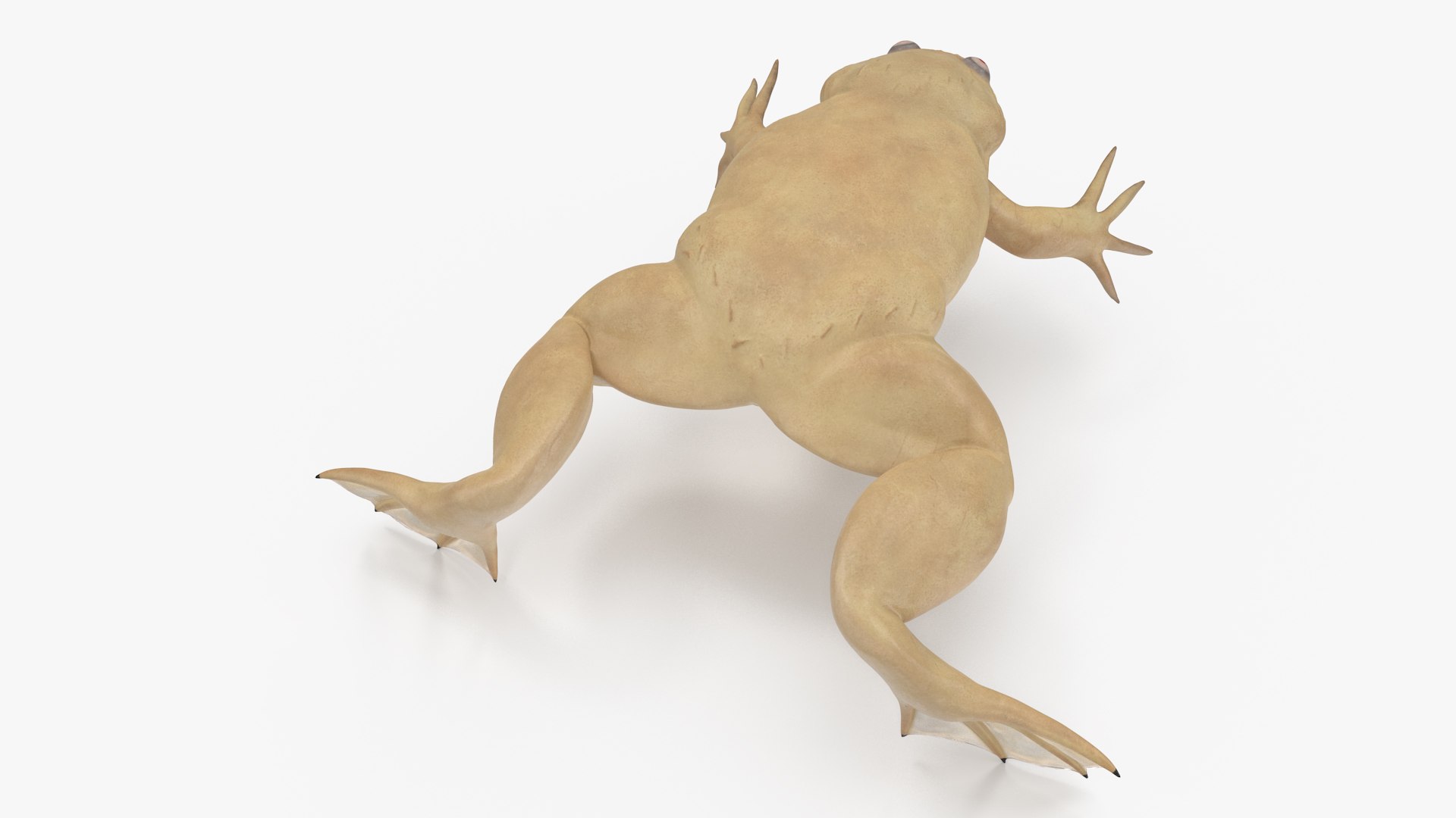 Xenopus African Clawed Toad Rigged 3D - TurboSquid 2131567