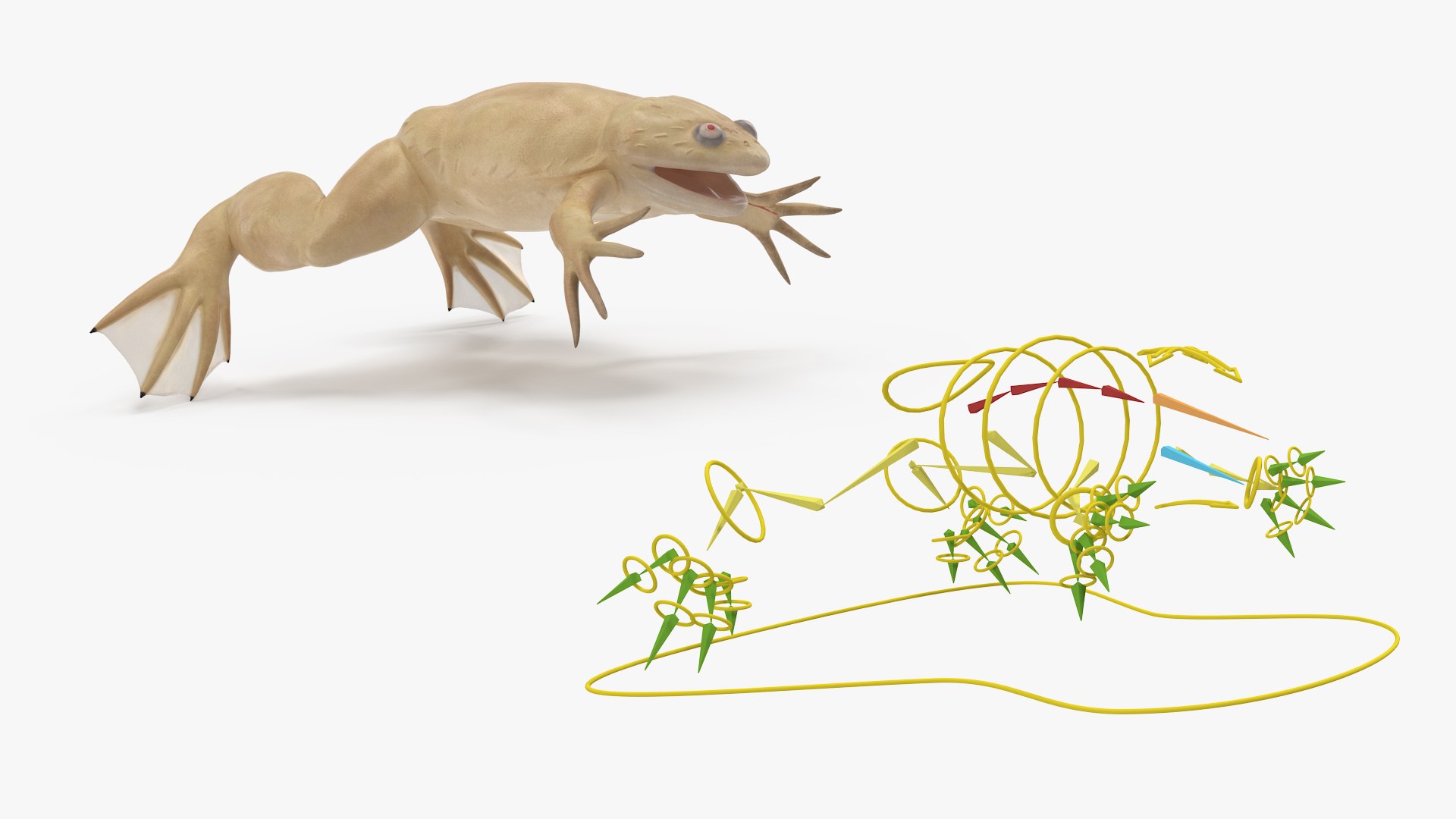 Xenopus African Clawed Toad Rigged 3D - TurboSquid 2131567