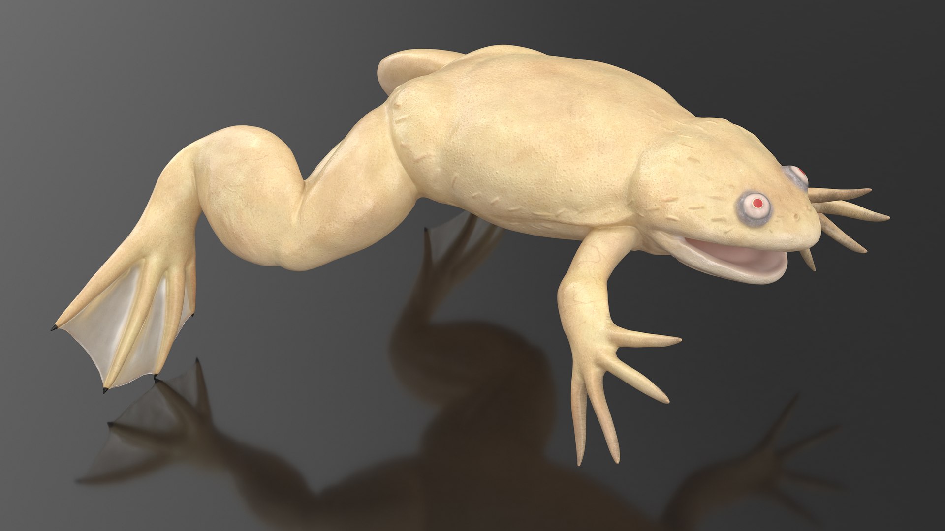 Xenopus African Clawed Toad Rigged 3D - TurboSquid 2131567