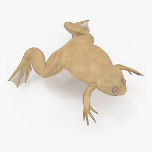 Xenopus African Clawed Toad Rigged 3D