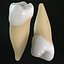 teeth premolars 3d model