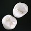 teeth premolars 3d model