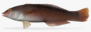 3d model rock wrasse