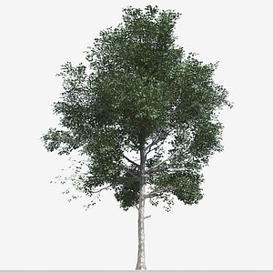 Set of Populus Przewalskii or Populus simonii Trees - 2 Trees