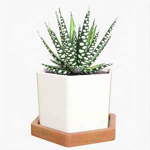 Succulent 01 f 3D model