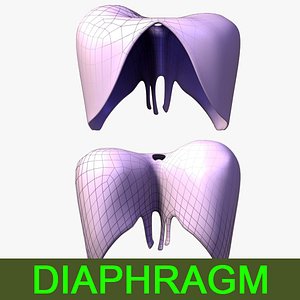 3d model diaphragm