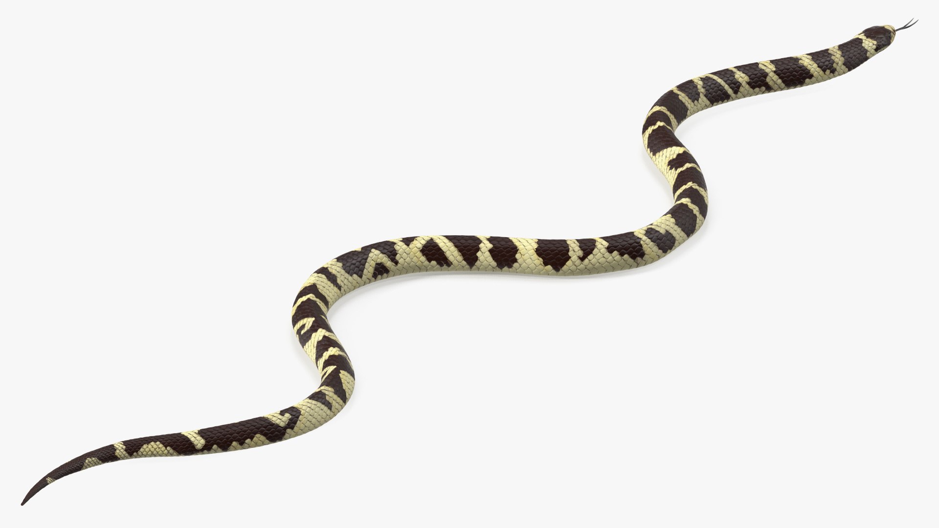 California Kingsnake Rigged for Maya 3D model preview