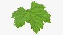 Grape Leaf