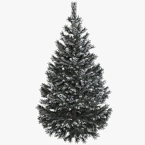 Pine Fir Tree with Snow