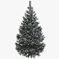 Pine Fir Tree with Snow