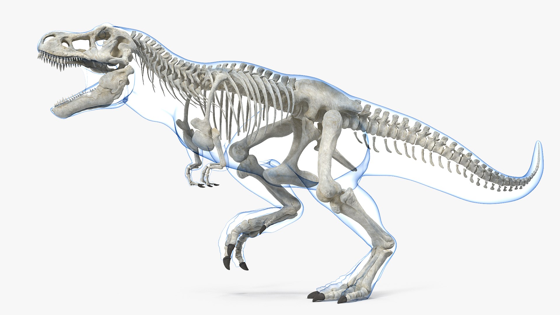 Tyrannosaurus Rex Skeleton with Skin Rigged 3D model preview