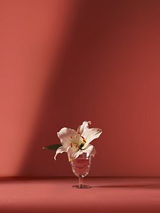 Lilium Flower 3D
