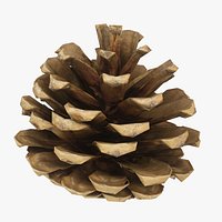 Fir Cone 7